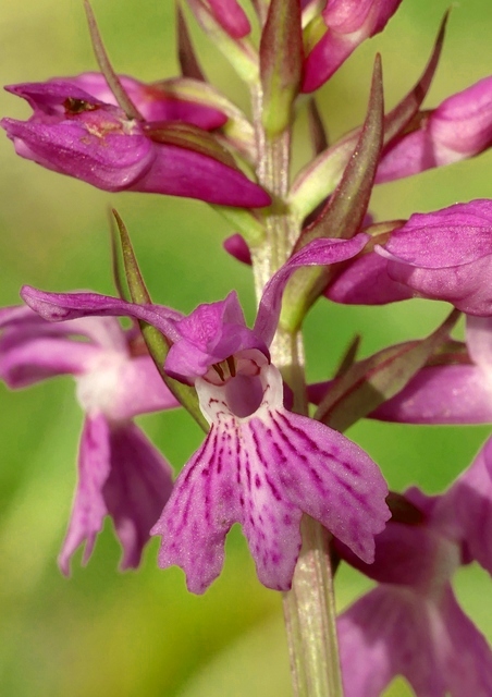 Dactylorhiza romana in una splendida variabilit - provincia di Caserta marzo 2019